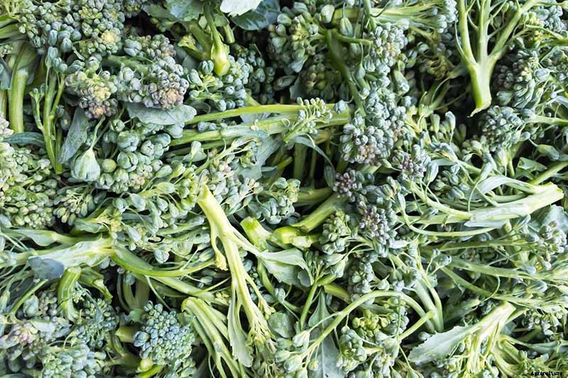 What Is the Difference Between Broccoli Rabe and Broccolini?