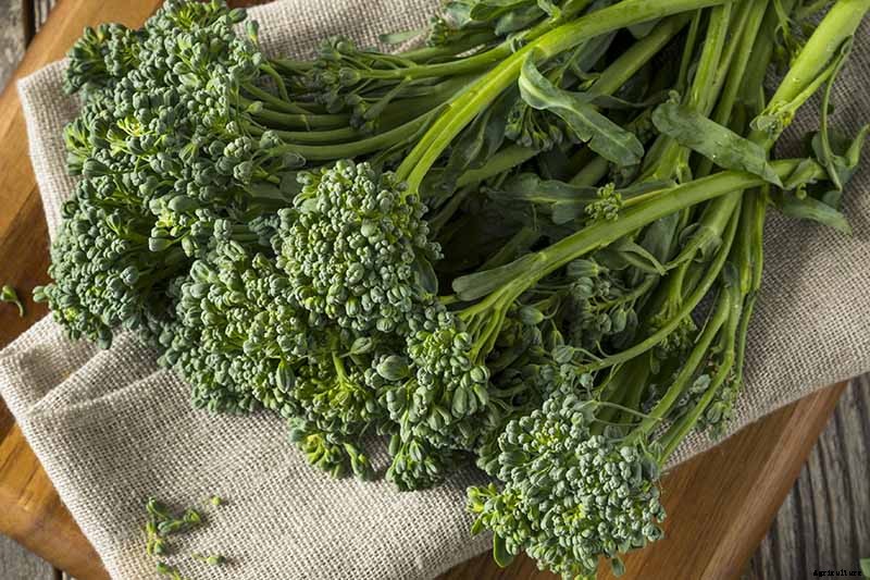 What Is the Difference Between Broccoli Rabe and Broccolini?