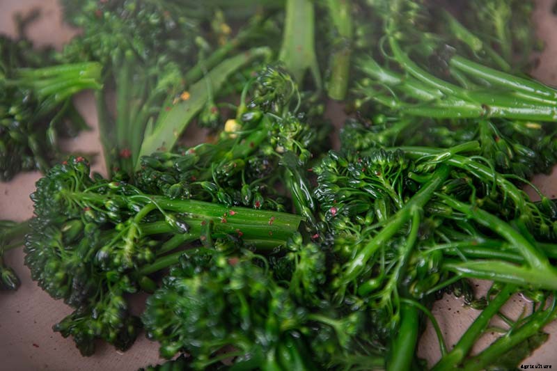 What Is the Difference Between Broccoli Rabe and Broccolini?