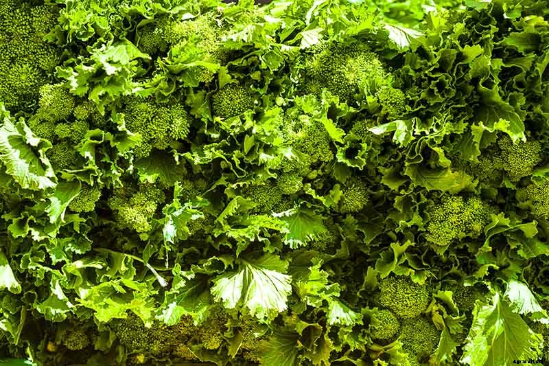 What Is the Difference Between Broccoli Rabe and Broccolini?