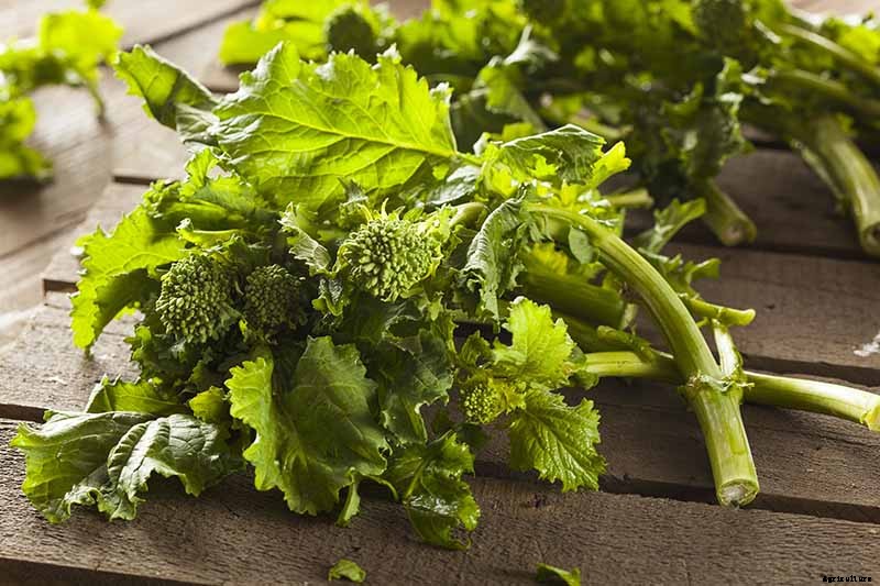 What Is the Difference Between Broccoli Rabe and Broccolini?