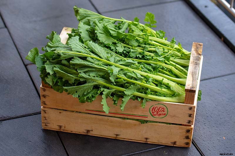 What Is the Difference Between Broccoli Rabe and Broccolini?
