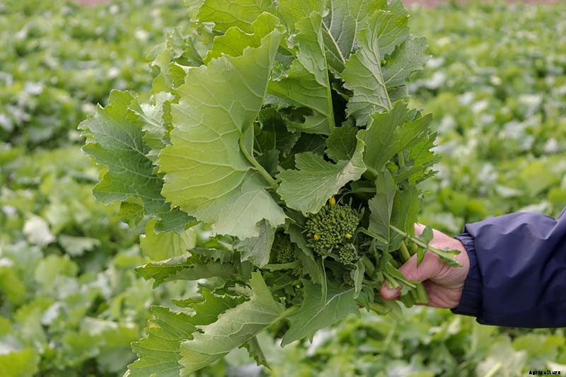 What Is the Difference Between Broccoli Rabe and Broccolini?
