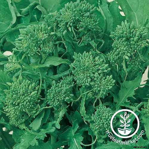 What Is the Difference Between Broccoli Rabe and Broccolini?