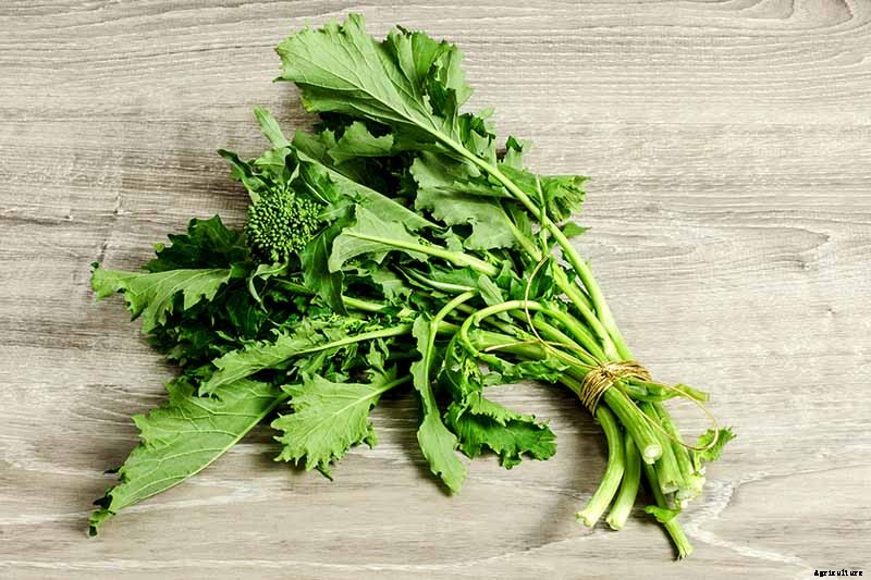 What Is the Difference Between Broccoli Rabe and Broccolini?