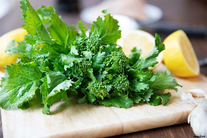 What Is the Difference Between Broccoli Rabe and Broccolini?