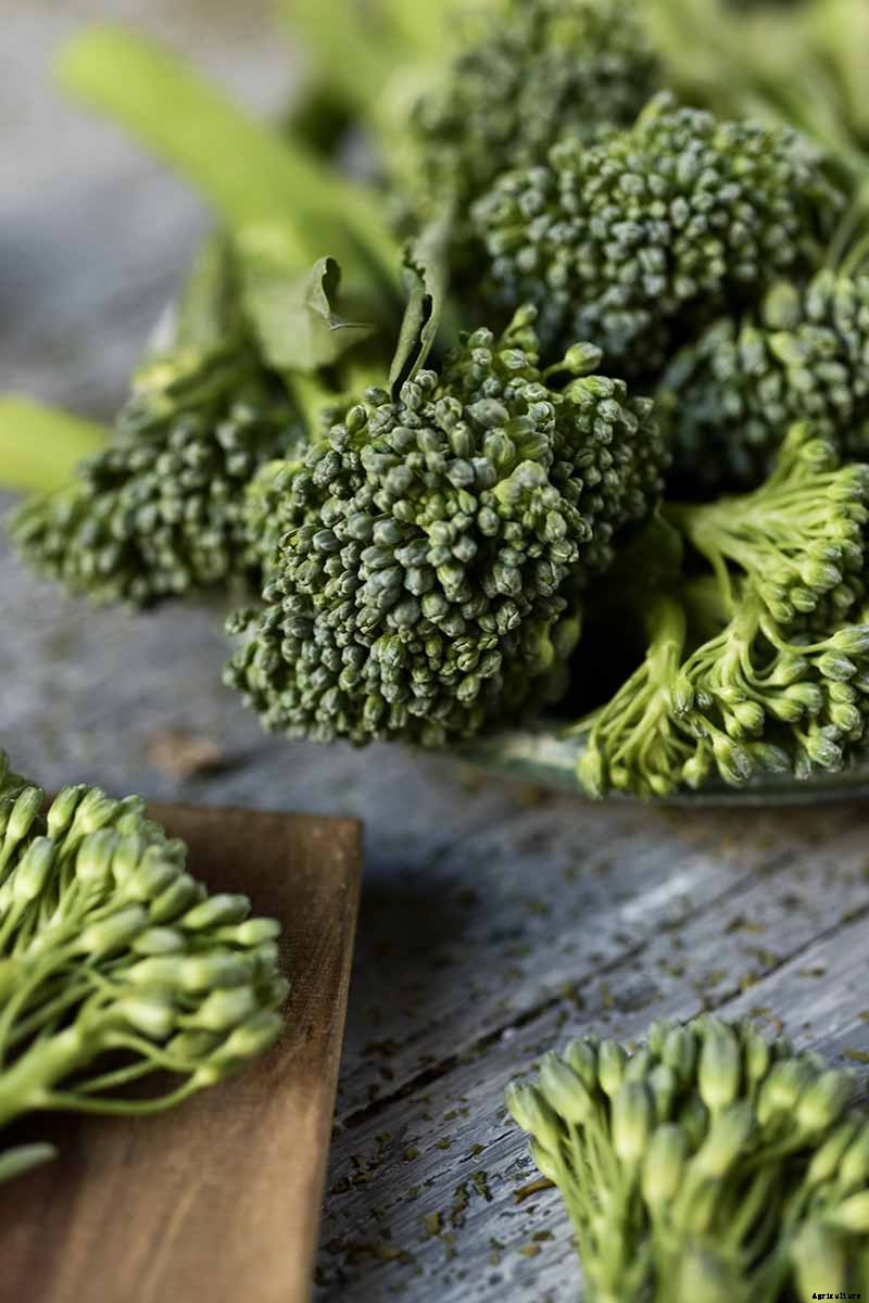 What Is the Difference Between Broccoli Rabe and Broccolini?