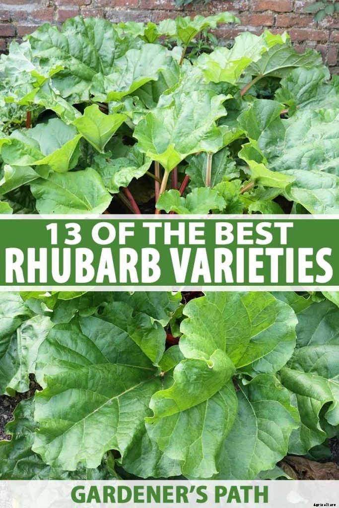 13 of the Best Rhubarb Varieties for the Garden