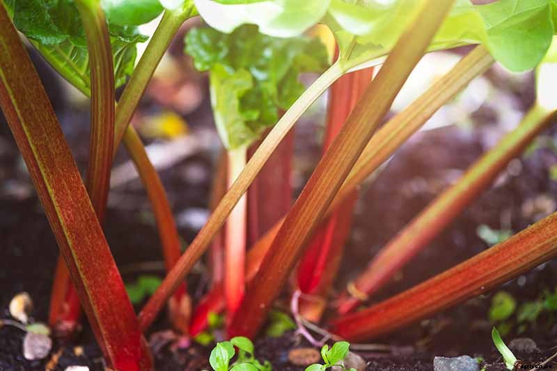 13 of the Best Rhubarb Varieties for the Garden