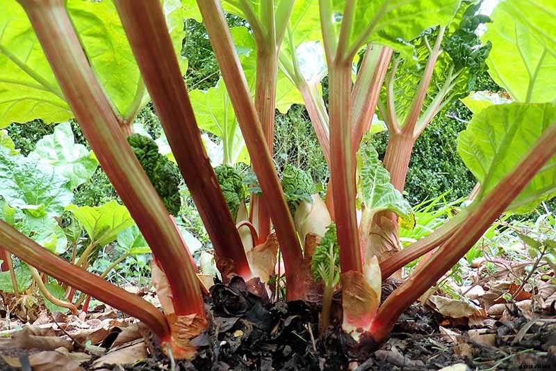 13 of the Best Rhubarb Varieties for the Garden