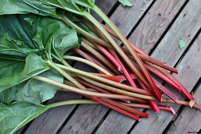 13 of the Best Rhubarb Varieties for the Garden