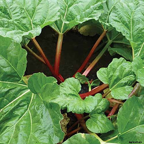 13 of the Best Rhubarb Varieties for the Garden