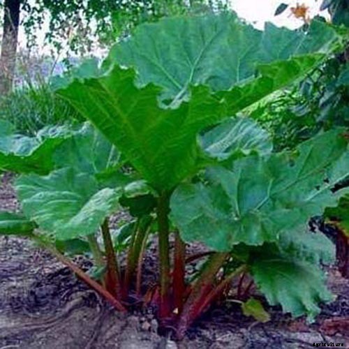 13 of the Best Rhubarb Varieties for the Garden
