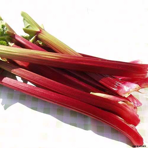 13 of the Best Rhubarb Varieties for the Garden