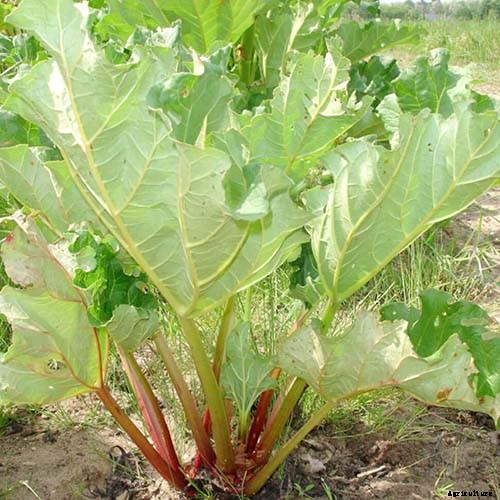 13 of the Best Rhubarb Varieties for the Garden