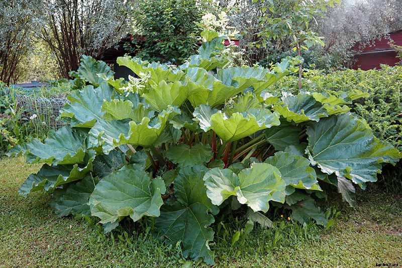 13 of the Best Rhubarb Varieties for the Garden