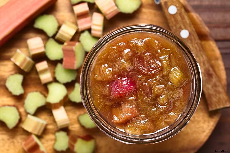 13 of the Best Rhubarb Varieties for the Garden