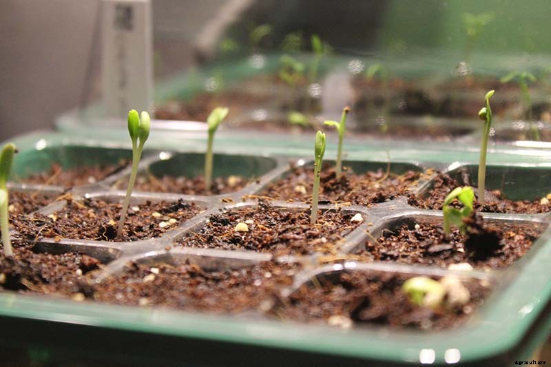 13 of the Best Rhubarb Varieties for the Garden