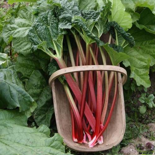 13 of the Best Rhubarb Varieties for the Garden