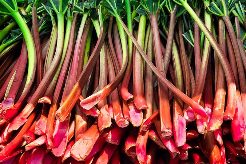 13 of the Best Rhubarb Varieties for the Garden