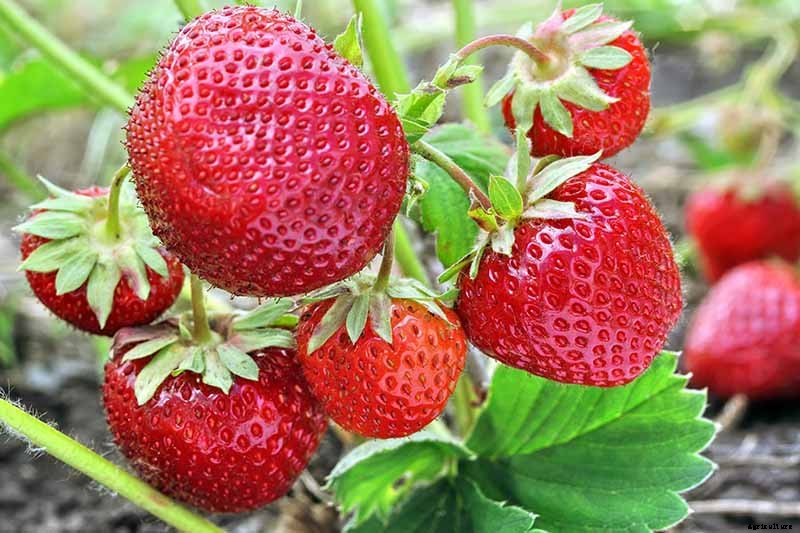 35 of the Best Strawberry Varieties for Home Gardeners