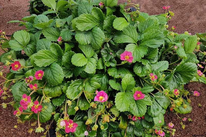 35 of the Best Strawberry Varieties for Home Gardeners