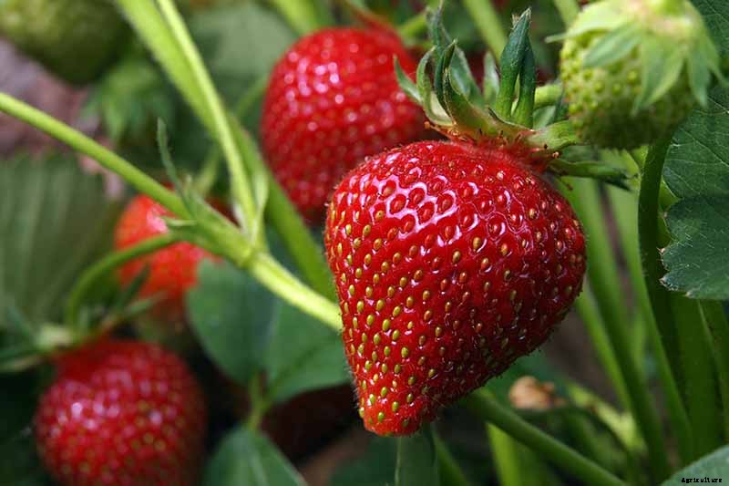 35 of the Best Strawberry Varieties for Home Gardeners