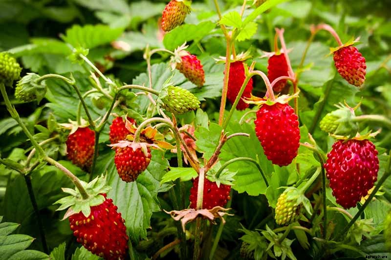 35 of the Best Strawberry Varieties for Home Gardeners