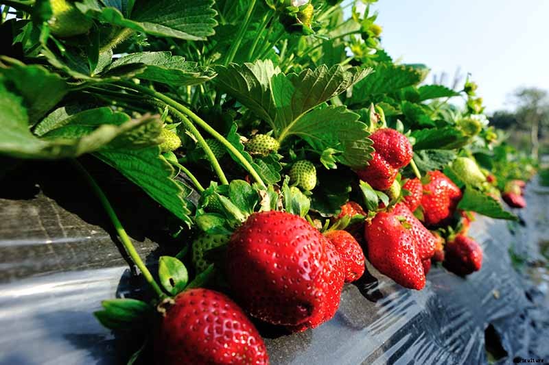 35 of the Best Strawberry Varieties for Home Gardeners