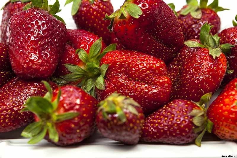 35 of the Best Strawberry Varieties for Home Gardeners