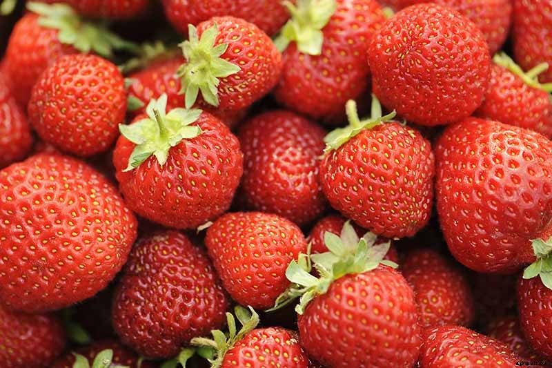 35 of the Best Strawberry Varieties for Home Gardeners