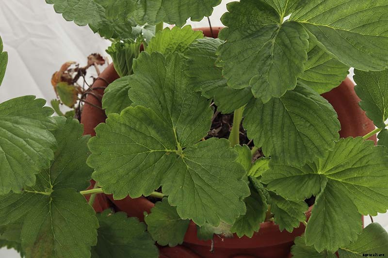 35 of the Best Strawberry Varieties for Home Gardeners