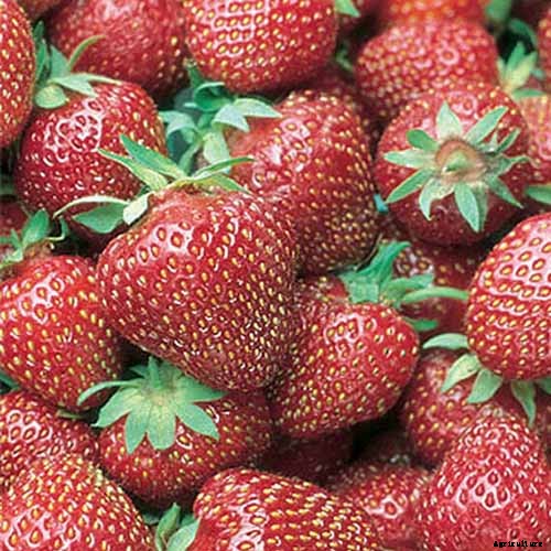 35 of the Best Strawberry Varieties for Home Gardeners
