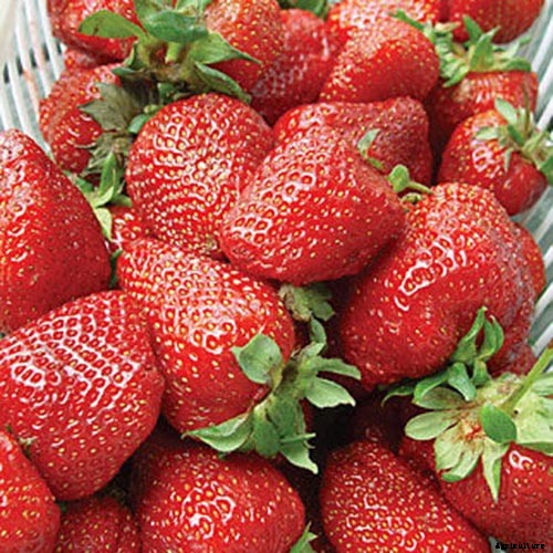 35 of the Best Strawberry Varieties for Home Gardeners