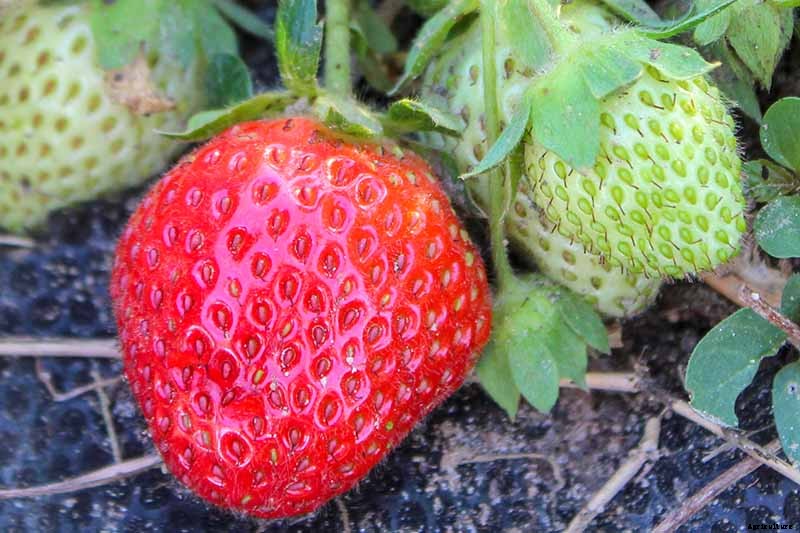 35 of the Best Strawberry Varieties for Home Gardeners