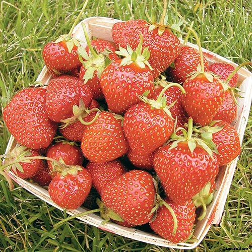 35 of the Best Strawberry Varieties for Home Gardeners