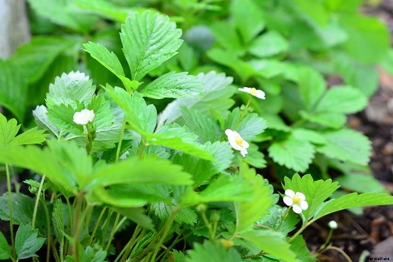 35 of the Best Strawberry Varieties for Home Gardeners