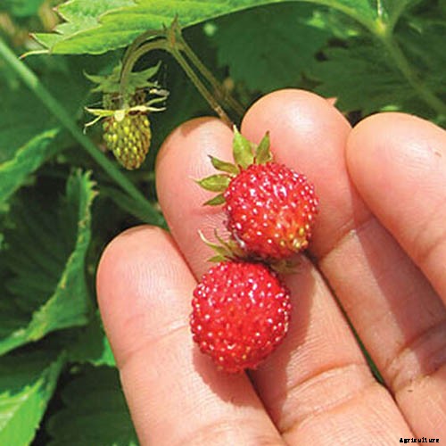 35 of the Best Strawberry Varieties for Home Gardeners