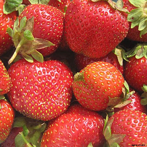 35 of the Best Strawberry Varieties for Home Gardeners