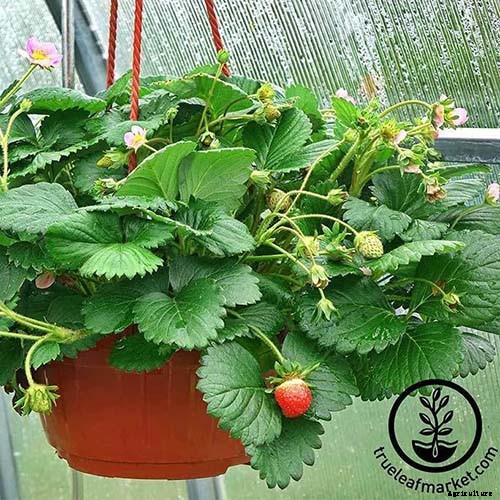35 of the Best Strawberry Varieties for Home Gardeners