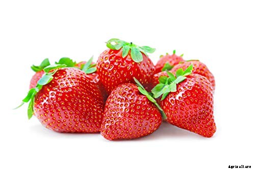 35 of the Best Strawberry Varieties for Home Gardeners