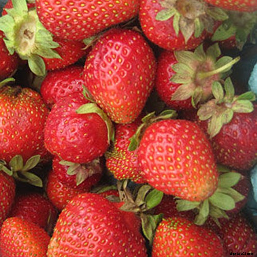 35 of the Best Strawberry Varieties for Home Gardeners