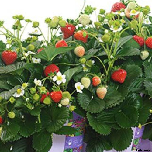 35 of the Best Strawberry Varieties for Home Gardeners