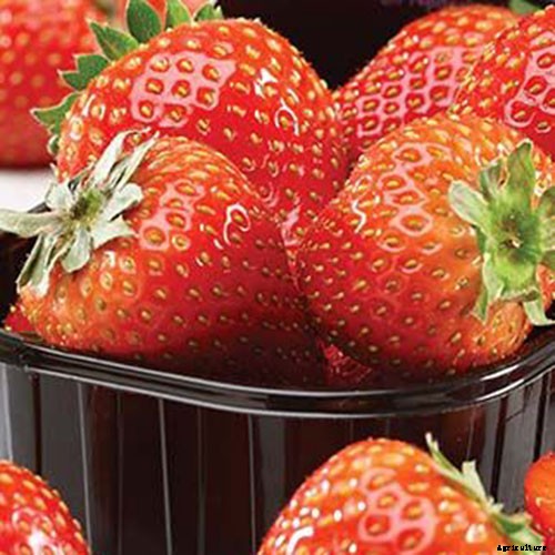 35 of the Best Strawberry Varieties for Home Gardeners