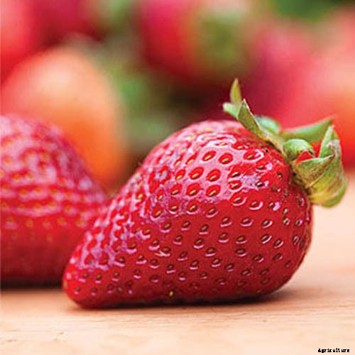35 of the Best Strawberry Varieties for Home Gardeners