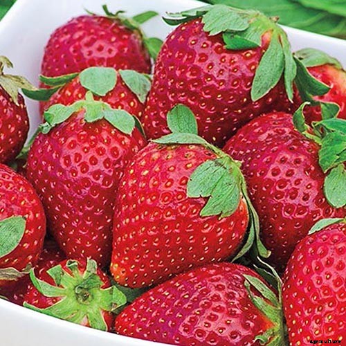 35 of the Best Strawberry Varieties for Home Gardeners