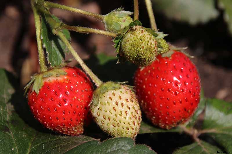 35 of the Best Strawberry Varieties for Home Gardeners