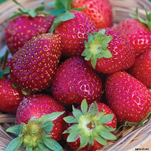 35 of the Best Strawberry Varieties for Home Gardeners
