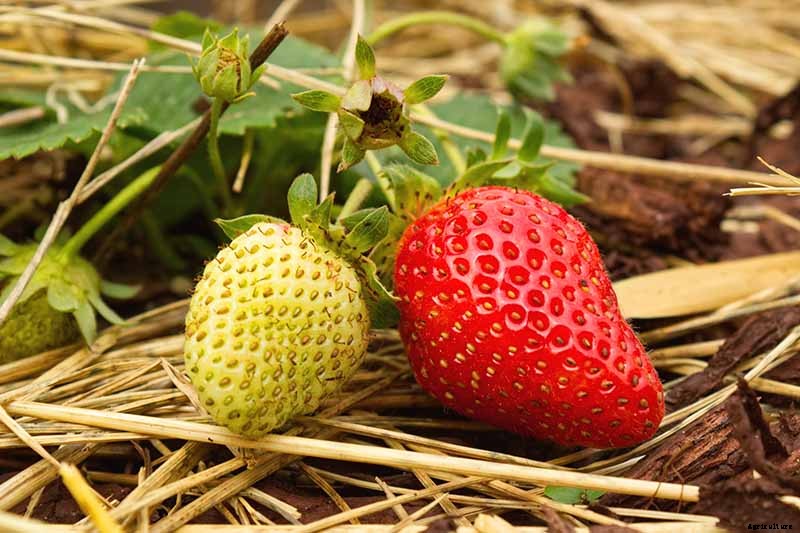35 of the Best Strawberry Varieties for Home Gardeners