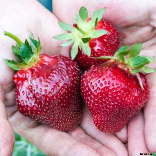 35 of the Best Strawberry Varieties for Home Gardeners
